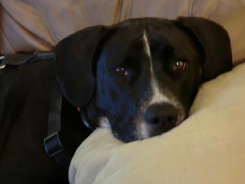 Tia - ADOPTED 3.31.11