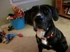 Tia - ADOPTED 3.31.11
