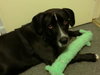 Tia - ADOPTED 3.31.11