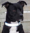 Boomer-ADOPTED-5.17.11