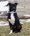 Boomer-ADOPTED-5.17.11