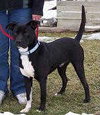 Boomer-ADOPTED-5.17.11