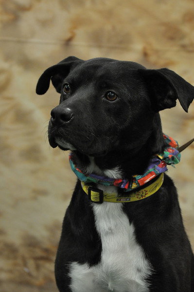 Boomer-ADOPTED-5.17.11