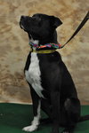 Boomer-ADOPTED-5.17.11