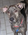 Stubby - ADOPTED 03.15.11