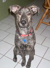 Stubby - ADOPTED 03.15.11
