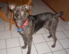 Stubby - ADOPTED 03.15.11