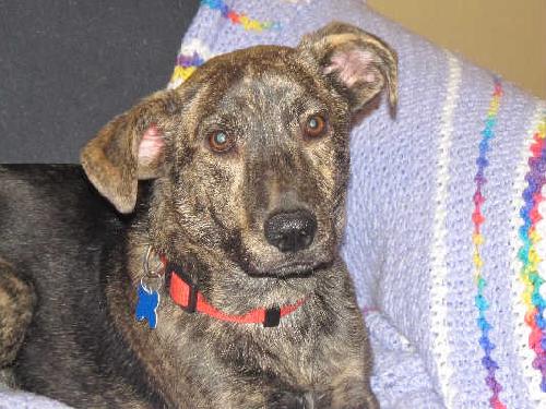 Stubby - ADOPTED 03.15.11