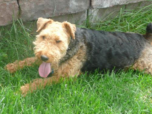 Wiley-ADOPTED
