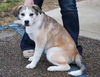 Balto-ADOPTED-3.13.11