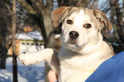 Balto-ADOPTED-3.13.11