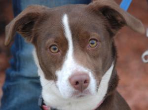 Roxy - ADOPTED 05.01.11