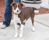 Roxy - ADOPTED 05.01.11