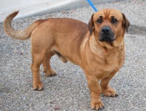 Teddy Bear-ADOPTED