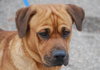 Teddy Bear-ADOPTED