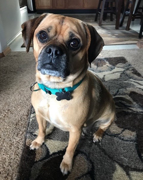 Niles - Ub Litter - ADOPTED 03.17.18