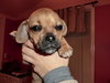 Niles - Ub Litter - ADOPTED 03.17.18