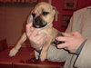 Niles - Ub Litter - ADOPTED 03.17.18