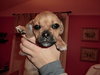 Niles - Ub Litter - ADOPTED 03.17.18