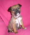 Wb Litter-Danica - ADOPTED 3.26.11