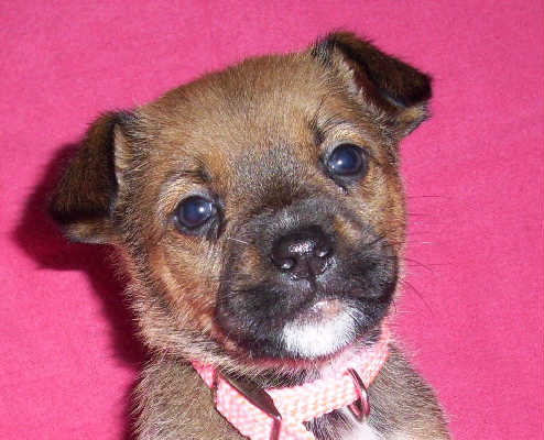 Wb Litter-Danica - ADOPTED 3.26.11