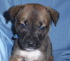 Wb Litter-Gordon - ADOPTED 4.10.11