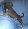 Wb Litter-Gordon - ADOPTED 4.10.11