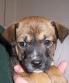 Wb Litter-Stewart - ADOPTED 4.10.11