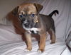 Wb Litter-Stewart - ADOPTED 4.10.11