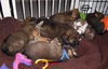 Wb Litter-Stewart - ADOPTED 4.10.11