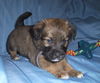 Wb Litter-Kahne - ADOPTED 4.13.11