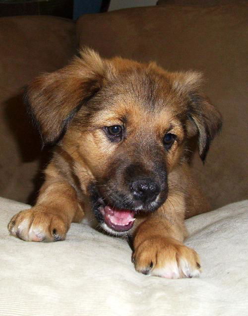 Wb Litter-Kahne - ADOPTED 4.13.11