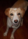 Brita-ADOPTED-5.3.11