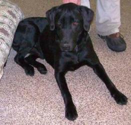 Toby-ADOPTED-3.12.11
