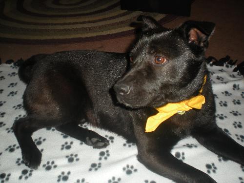 Bobby - ADOPTED 03.26.11