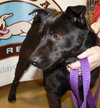 Bobby - ADOPTED 03.26.11