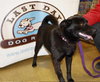 Bobby - ADOPTED 03.26.11