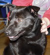 Bobby - ADOPTED 03.26.11