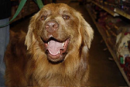 Bosco-ADOPTED