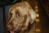 Bosco-ADOPTED