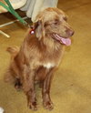 Bosco-ADOPTED