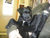 Antoinette-ADOPTED-3.12.11