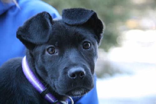 Antoinette-ADOPTED-3.12.11