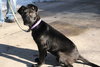 Antoinette-ADOPTED-3.12.11