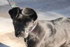 Antoinette-ADOPTED-3.12.11