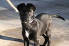 Antoinette-ADOPTED-3.12.11
