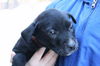 Xb Litter-Snookie - ADOPTED 03.27.11