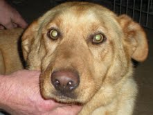 Nykki - ADOPTED 04.14.11