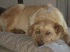 Nykki - ADOPTED 04.14.11