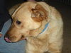 Nykki - ADOPTED 04.14.11